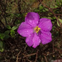 Osbeckia walkeri Arn.